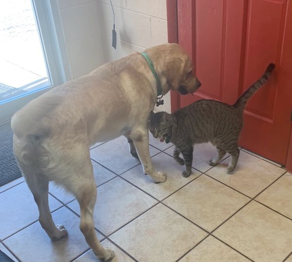 Dog Kennels, Cat Kennels Redwind Pet Resort Norman, Oklahoma